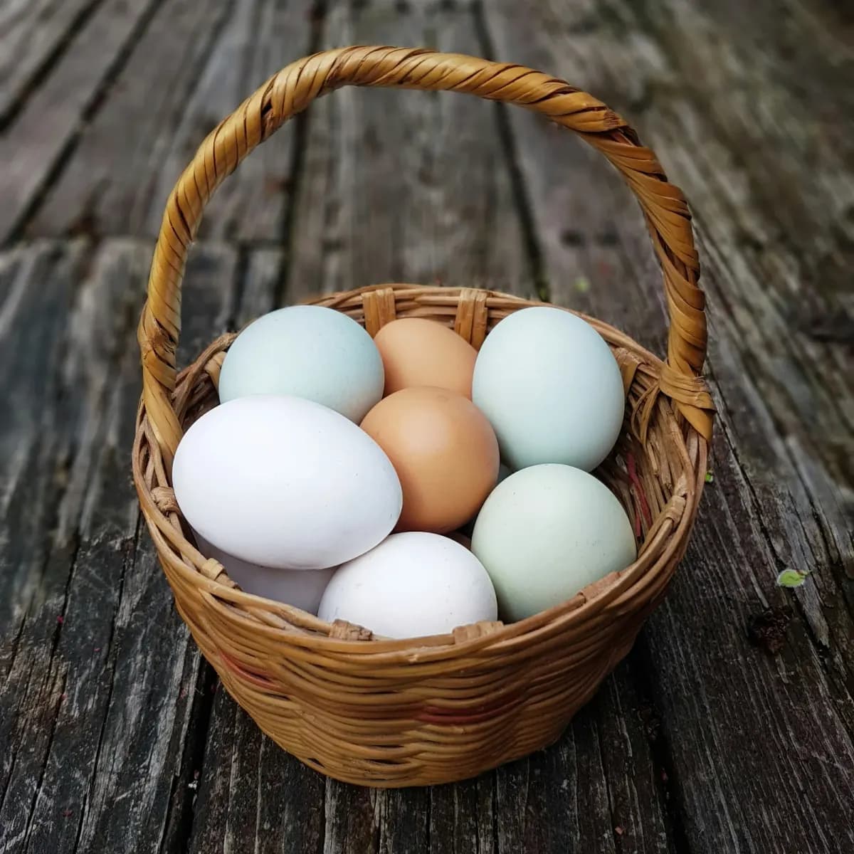 Two fresh brown eggs resting in a nest of straw inside a hen house