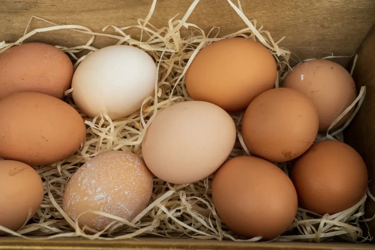 Two fresh brown eggs resting in a nest of straw inside a hen house